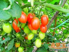 大團桃園 甜蜜特產(chǎn)與豐富農(nóng)副產(chǎn)品的田園寶藏